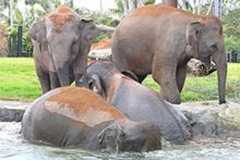 Sydney Taronga Zoo\'s Australian Animals Tour - Accommodation NT 1