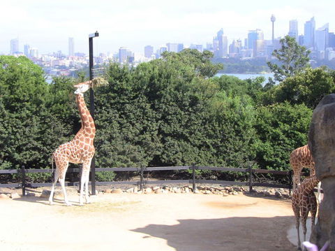 Sydney Harbour Ferry With Taronga Zoo Entry Ticket - Accommodation NT 12