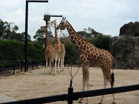 Sydney Harbour Ferry With Taronga Zoo Entry Ticket - Accommodation NT 8