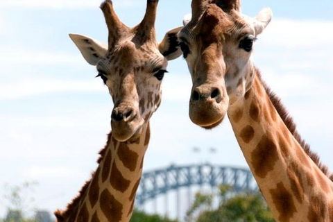 Sydney Harbour Ferry With Taronga Zoo Entry Ticket - Accommodation NT 0