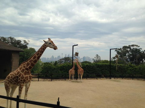 Sydney Harbour Ferry With Taronga Zoo Entry Ticket - Accommodation NT 11