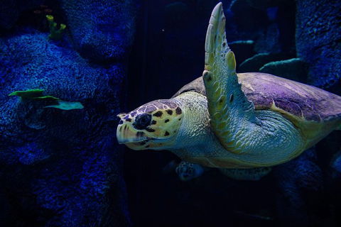 Sydney Attractions Pass: SEA LIFE Aquarium, Sydney Tower Eye, WILD LIFE Zoo And Madame Tussauds - Accommodation NT 7