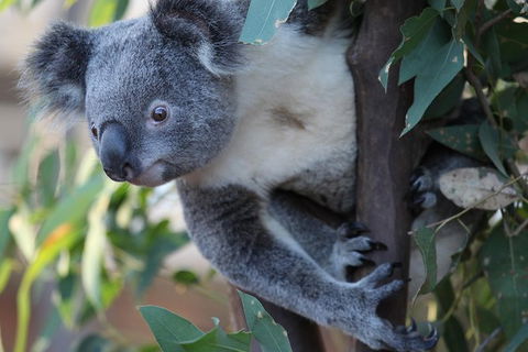 Sydney Attractions Pass: SEA LIFE Aquarium, Sydney Tower Eye, WILD LIFE Zoo And Madame Tussauds - Accommodation NT 11