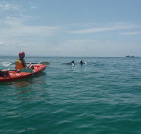 Kayaking with Dolphins in Byron Bay Guided Tour