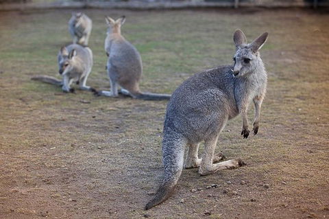3-Day Blue Mountains And Hunter Valley Small-Group Eco-Tour - Accommodation NT 1