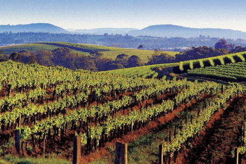 Private Day Trip To Hunter Valley From Sydney With Pickup - Accommodation NT 2