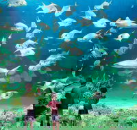 Sydney Pass SEA LIFE Aquarium Sydney Tower Eye WILD LIFE Sydney Sydney Harbour Cruise and Madame Tussauds - Accommodation NT