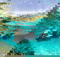 Sydney 3-Hour Snorkeling Tour - Accommodation NT