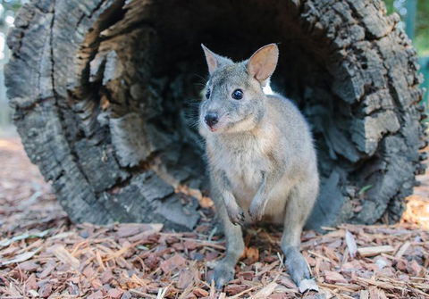 Featherdale Wildlife Park General Admission - Accommodation NT 1