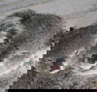 Featherdale Wildlife Park General Admission - Accommodation NT