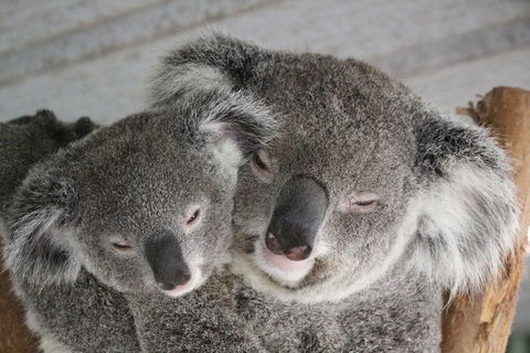 Featherdale Wildlife Park General Admission - Accommodation NT 0