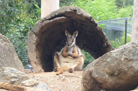 Featherdale Wildlife Park General Admission - Accommodation NT 6