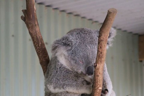 Featherdale Wildlife Park General Admission - Accommodation NT 7