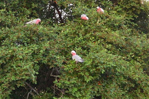 Wild Australian Wildlife 4WD Tour From Sydney - Accommodation NT 13
