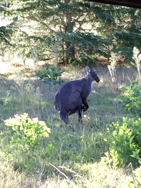 Wild Australian Wildlife 4WD Tour From Sydney - Accommodation NT 9
