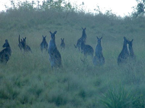 Wild Australian Wildlife 4WD Tour From Sydney - Accommodation NT 12