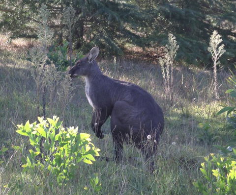 Wild Australian Wildlife 4WD Tour From Sydney - Accommodation NT 11