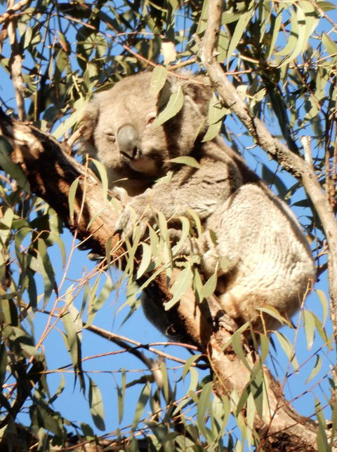 Wild Australian Wildlife 4WD Tour From Sydney - Accommodation NT 4