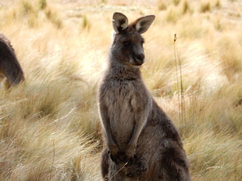Wild Australian Wildlife 4WD Tour From Sydney - Accommodation NT 7