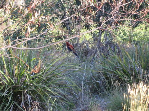 Wild Australian Wildlife 4WD Tour From Sydney - Accommodation NT 23