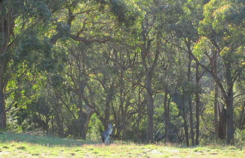 Wild Australian Wildlife 4WD Tour From Sydney - Accommodation NT 25