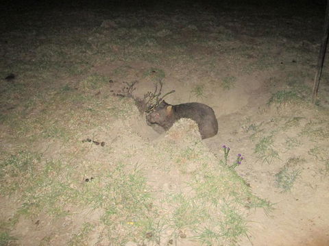 Wild Australian Wildlife 4WD Tour From Sydney - Accommodation NT 14