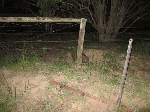 Wild Australian Wildlife 4WD Tour From Sydney - Accommodation NT 15