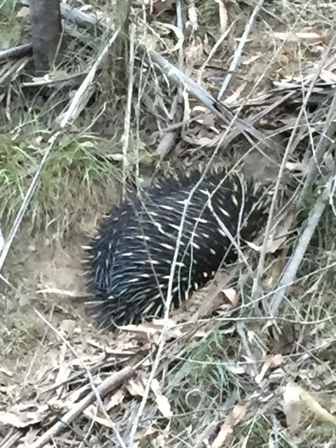 Wild Australian Wildlife 4WD Tour From Sydney - Accommodation NT 10