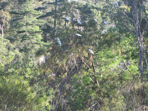 Wild Australian Wildlife 4WD Tour From Sydney - Accommodation NT 24