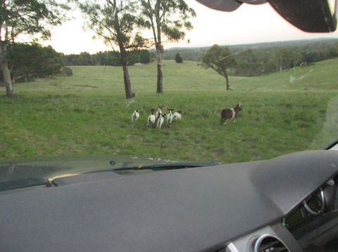 Wild Australian Wildlife 4WD Tour From Sydney - Accommodation NT 16