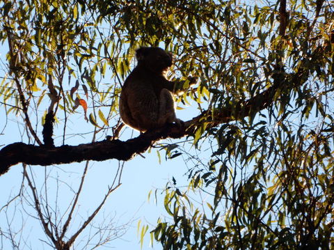 Wild Australian Wildlife 4WD Tour From Sydney - Accommodation NT 6