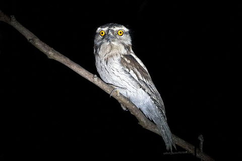 Wild Australian Wildlife 4WD Tour From Sydney - Accommodation NT 34