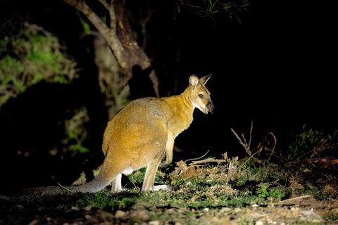 Wild Australian Wildlife 4WD Tour From Sydney - Accommodation NT 35