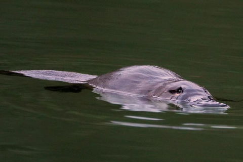 Wild Australian Wildlife 4WD Tour From Sydney - Accommodation NT 30