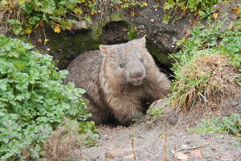 Wild Australian Wildlife 4WD Tour From Sydney - Accommodation NT 27