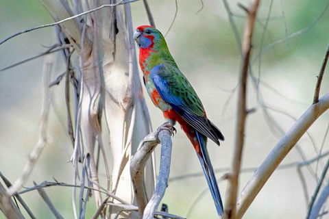 Wild Australian Wildlife 4WD Tour From Sydney - Accommodation NT 32