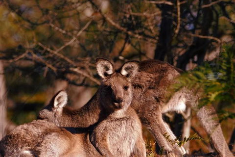 Wild Australian Wildlife 4WD Tour From Sydney - Accommodation NT 33