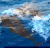 Port Stephens Day Tour From Sydney Including 4WD Sandboarding and Dolphins