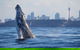 3 Hour Discovery Cruise Ultimate Whale Watching Experience - thumb 1