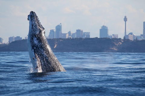 3 Hour Discovery Cruise Ultimate Whale Watching Experience - Accommodation NT 1