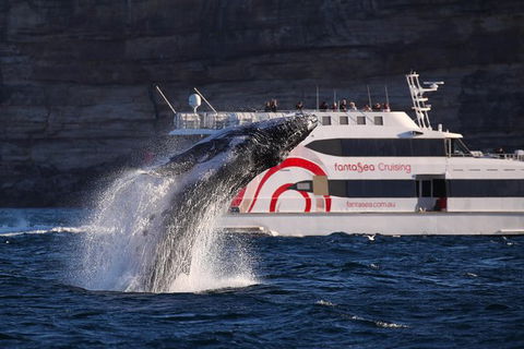 3 Hour Discovery Cruise Ultimate Whale Watching Experience - Accommodation NT 0