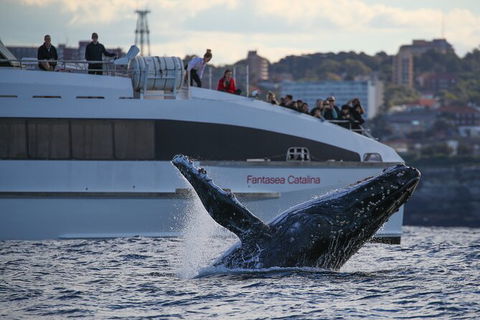 3 Hour Discovery Cruise Ultimate Whale Watching Experience - Accommodation NT 4