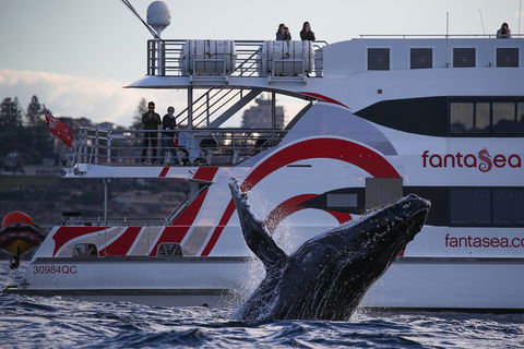 3 Hour Discovery Cruise Ultimate Whale Watching Experience - Accommodation NT 7