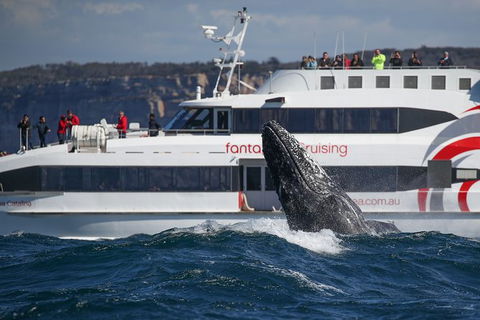 3 Hour Discovery Cruise Ultimate Whale Watching Experience - Accommodation NT 5
