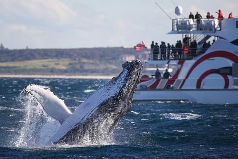 3 Hour Discovery Cruise Ultimate Whale Watching Experience - Accommodation NT 2