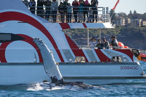 3 Hour Discovery Cruise Ultimate Whale Watching Experience - Accommodation NT 3