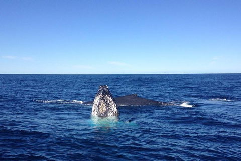 Private Whale Watching Tour Sydney - Luxury Yacht Up To 12 Guests - Accommodation NT 1