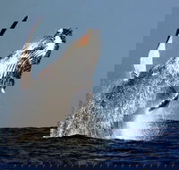 Sydney Whale-Watching Cruise Including Lunch or Breakfast - Accommodation NT