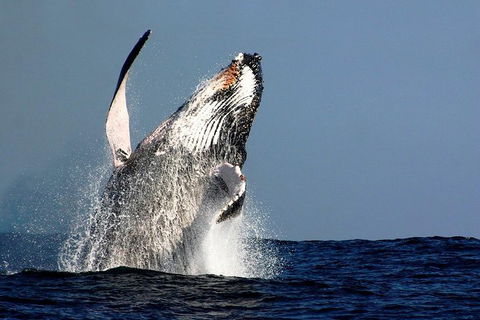 Sydney Whale-Watching Cruise Including Lunch Or Breakfast - Accommodation NT 0