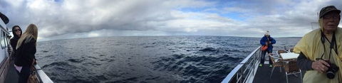 Sydney Whale-Watching Cruise Including Lunch Or Breakfast - Accommodation NT 4